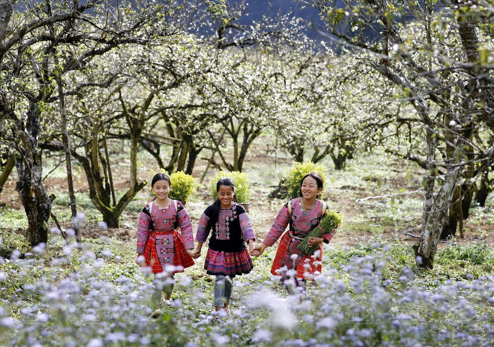 Moc Chau - a springtime plateau amid the clouds | Vietnam+ ...