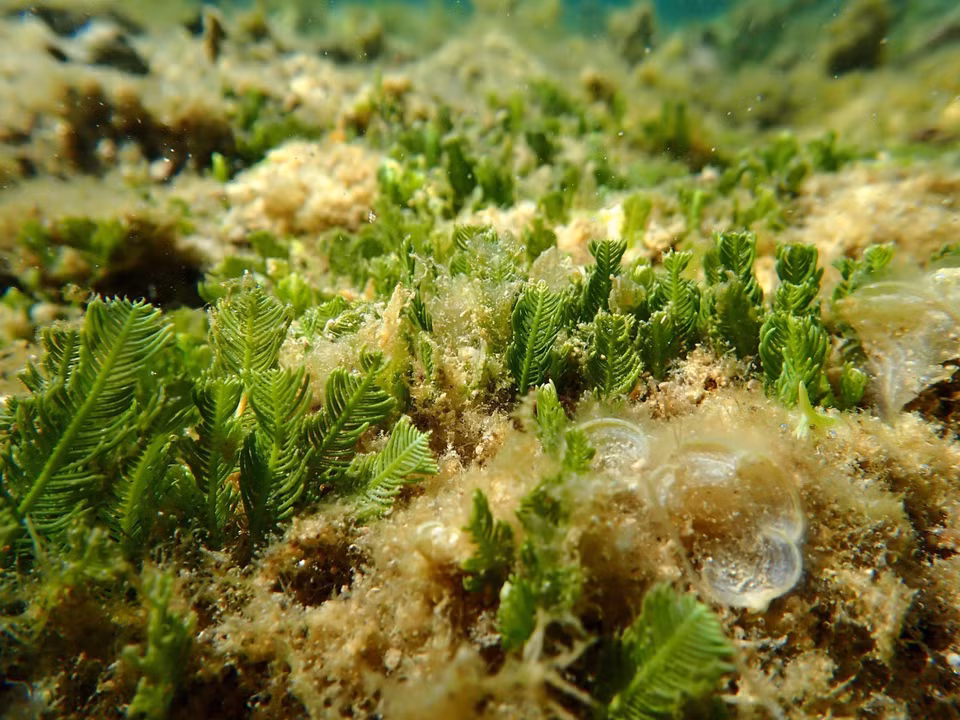 The seagrass ecosystem in the marine reserve of Nui Chua National Park, Ninh Hai district, Ninh Thuan province (Photo: VNA)
