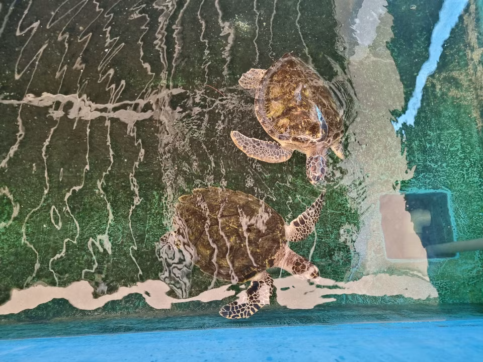A turtle rescue centre inside Nui Chua National Park in Ninh Hai district, Ninh Thuan province (Photo: VNA)