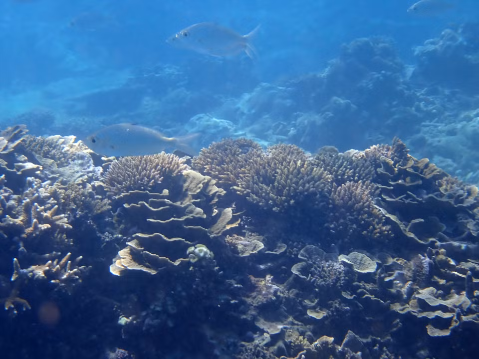 A coral reef ecosystem inside the marine reserve of Nui Chua National Park, Ninh Hai district, Ninh Thuan province (Photo: VNA)
