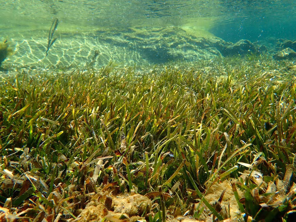 The seagrass ecosystem in the marine reserve of Nui Chua National Park, Ninh Hai district, Ninh Thuan province (Photo: VNA)