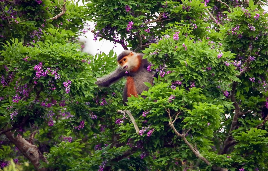 The purple “than mat” petals are a popular food for the brown-shanked Douc Langurs. (Photo: Vietnam+)