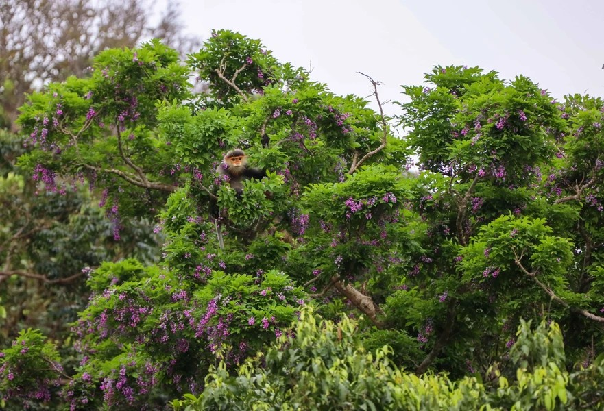 “Than mat” trees are also a favoured habitat of the rare and precious Brown-shanked Douc Langur, often dubbed the “Queen of Primates”. (Photo: Vietnam+)