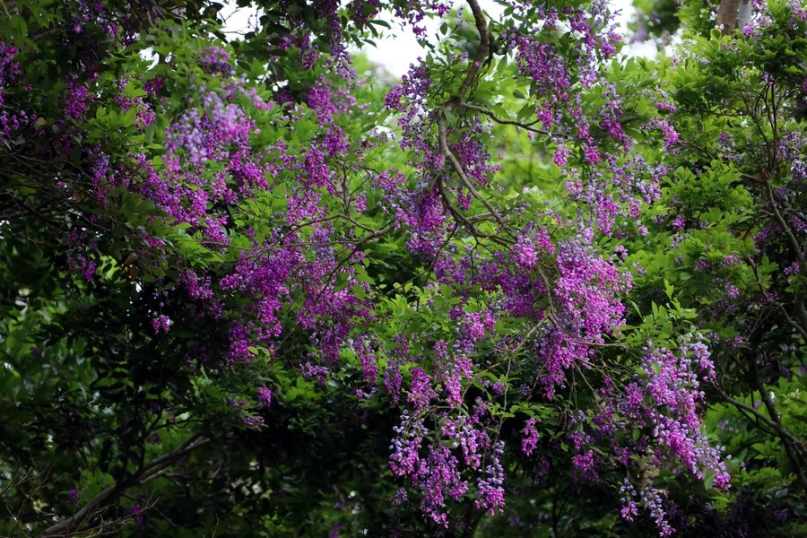 The flowers are at their most beautiful in the morning, when they glisten in the soft light and their petals are adorned with dew. (Photo: Vietnam+)