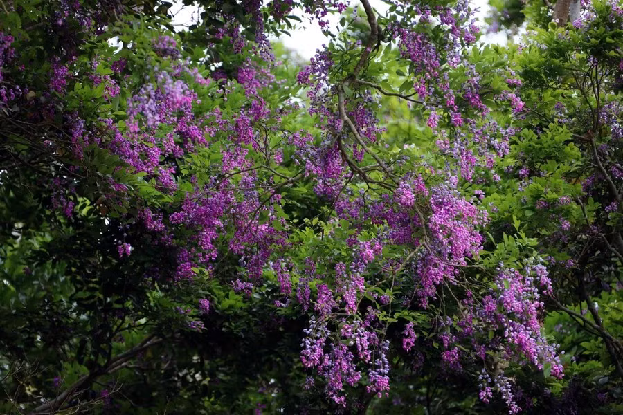 The flowers are at their most beautiful in the morning, when they glisten in the soft light and their petals are adorned with dew. (Photo: Vietnam+)