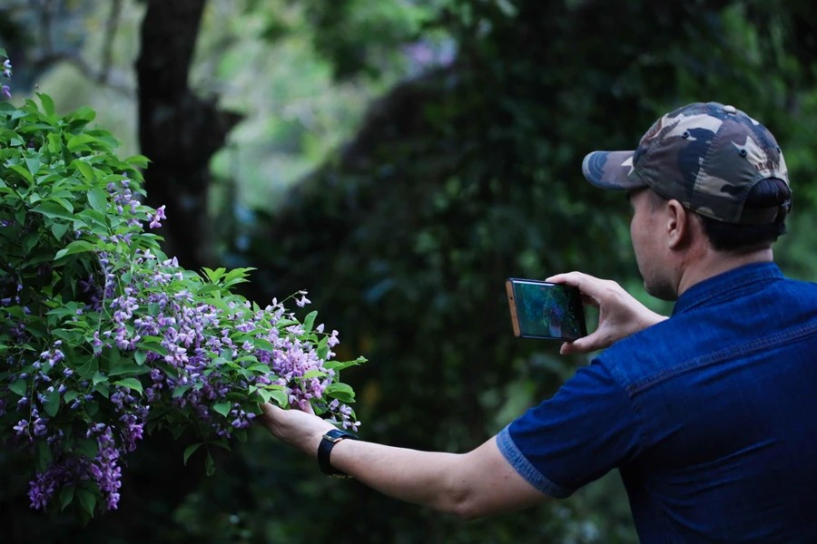 Local residents flock to the peninsula to capture the unique beauty of the “than mat” flowers, which only bloom for about 7 to 15 days. (Photo: Vietnam+)