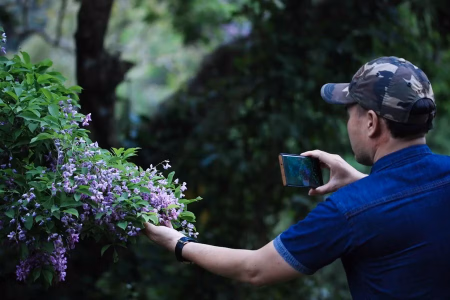 Local residents flock to the peninsula to capture the unique beauty of the “than mat” flowers, which only bloom for about 7 to 15 days. (Photo: Vietnam+)