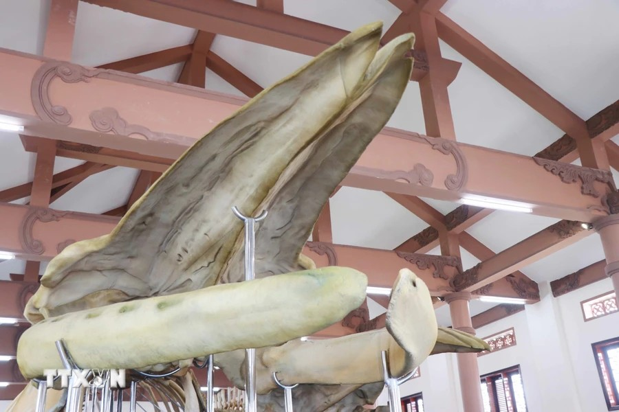 The large skull of a whale. (Photo: Vietnam+)