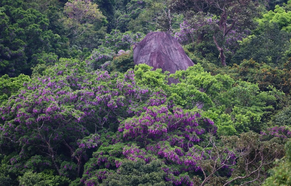 The “than mat” flowers bloom in abundance, forming clusters of pretty purple amid the mountainous forests on the Son Tra Peninsula. (Photo: Vietnam+)