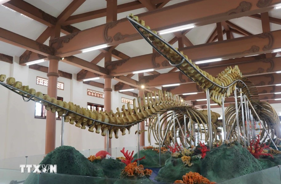 With curved shapes resembling two whales swimming, the skeletons are over 22 metres and 18 metres in length, respectively. (Photo: Vietnam+)