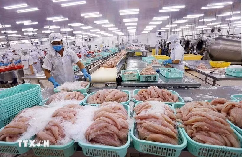 Fillet catfish for export (Photo: VNA)