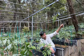Ngoc Linh ginseng: Journey to bring Vietnam's national treasure to global herbal medicine market
