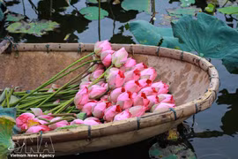 Quang An lotus tea craft keeps West Lake heritage alive