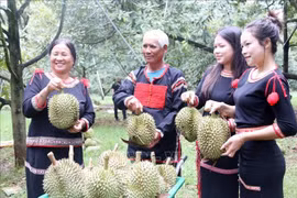 Dak Lak turns durian season into a distinctive tourism draw