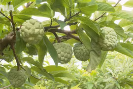 Phu Long custard apple strengthens its brand position 