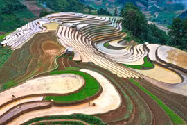 Cao Pha's terraced fields shimmer in watering season