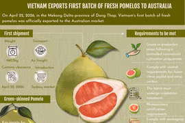 Vietnam exports first batch of fresh pomelos to Australia