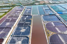 Intensive shrimp farming zone of Vietnam Clean Seafood JS Company. (Photo: VNA)