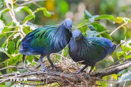 Nicoba pigeon at Con Dao National Park. (Photo: VNA)