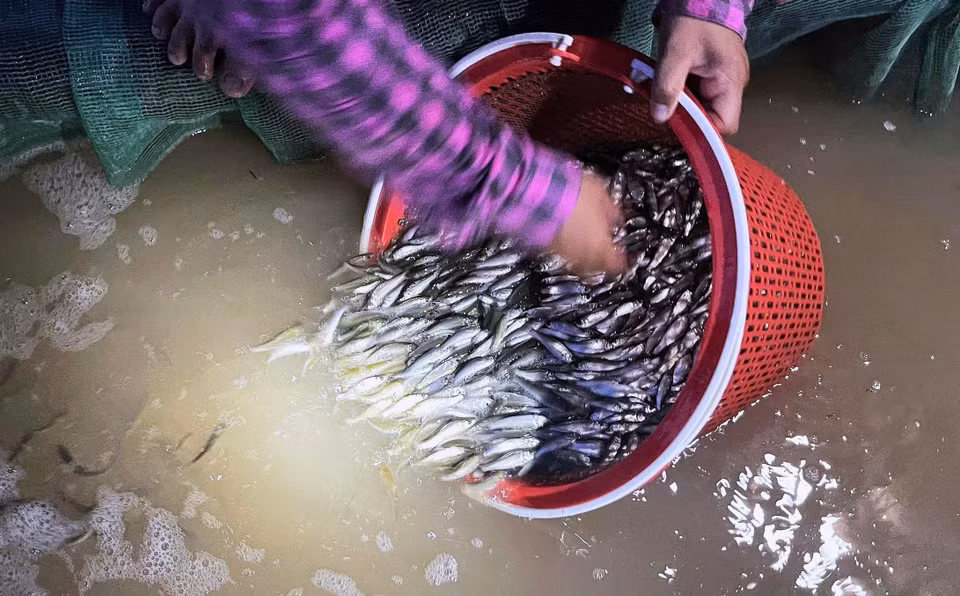 Young lady carp fish are kept in mesh bags or plastic containers with aeration pumps to ensure freshness. (Photo: VNA)