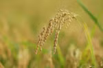 Vietnam expected to export over 7.5 million tonnes of rice in 2025