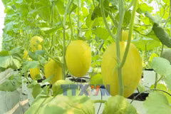 Tech advancements facilitate green agriculture