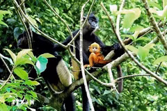 White-rumped langur reserve to be established in Kim Bang