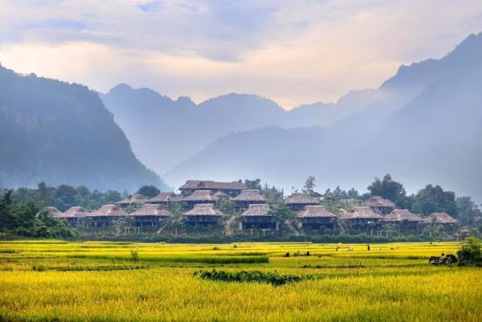 A golden rice field in Mai Chau district of Hoa Binh province. (Photo: Mai Chau Ecolodge)