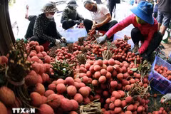 Sorting and packaging Luc Ngan lychee for export (Photo: VNA) 