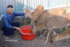 Nguyen Dinh Kien, Secretary of the Sam Mun commune Party cell in Dien Bien province, builds wealth through spotted deer farming. (Photo: VNA)