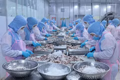Octopus processing for export at Huy Nam Company in An Giang province. (Photo: VNA)