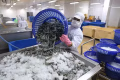 A shrimp processing factory in Ca Mau province (Photo: VNA)