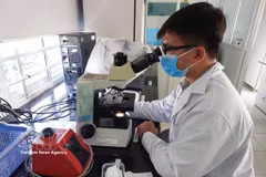 Scientific research results help improve agricultural production efficiency by 20-30%. (Illustrative photo: VNA)