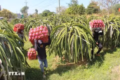 The UK has advantages in science and technology, governance and green standards, while Vietnam is a major producer of tropical agricultural products and an important gateway to the ASEAN region. (Illustrative photo: VNA)