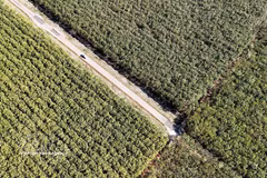 A rubber plantation of Dau Tieng Rubber One-Member Co., Ltd. in Thanh An commune, Ho Chi Minh City, enters the harvesting season. (Photo: VNA)