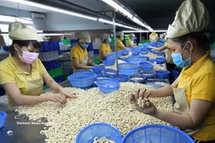 Processing cashew nuts for export at Nguyen Thong Co., Ltd. in Dak Lak province. (Photo: VNA) 