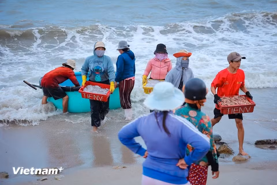 Generations of residents have relied on fishing, harvesting seafood both in coastal waters and offshore. (Photo: VietnamPlus)