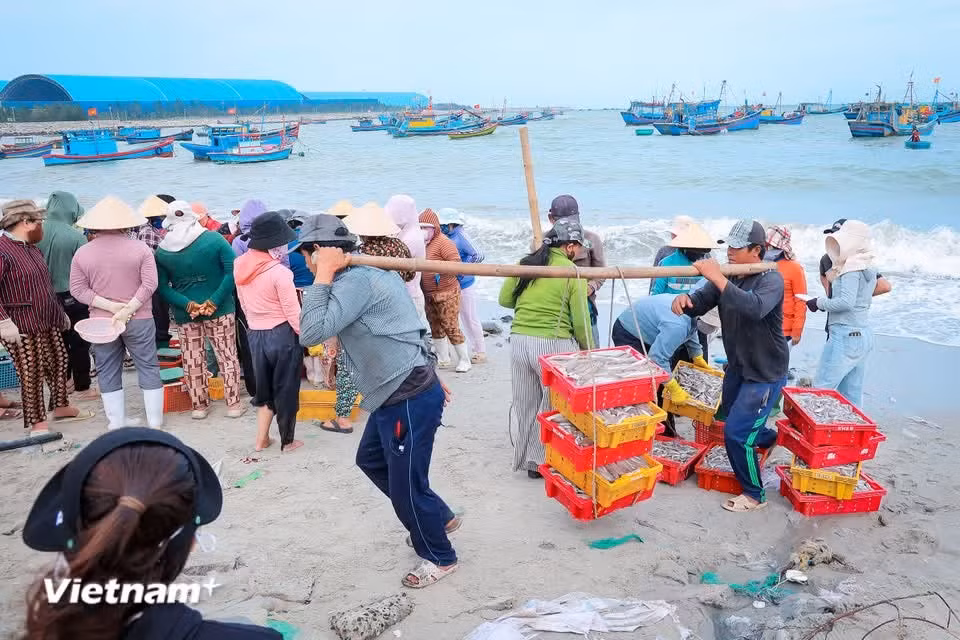 Boat storage areas packed with “gifts of the sea” are unloaded into round baskets and plastic trays for sorting and distribution right on the beach. (Photo: VietnamPlus)