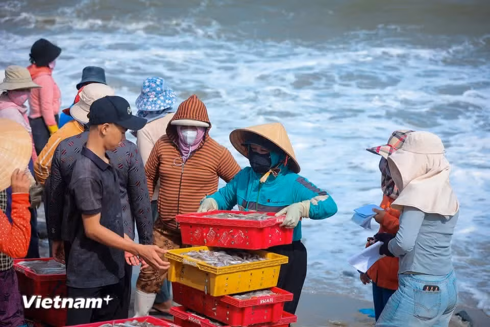Free of crowds and heated exchanges, trading at Vinh Tan fishing port reflects the simple, down-to-earth character of people in central Vietnam. (Photo: VietnamPlus)