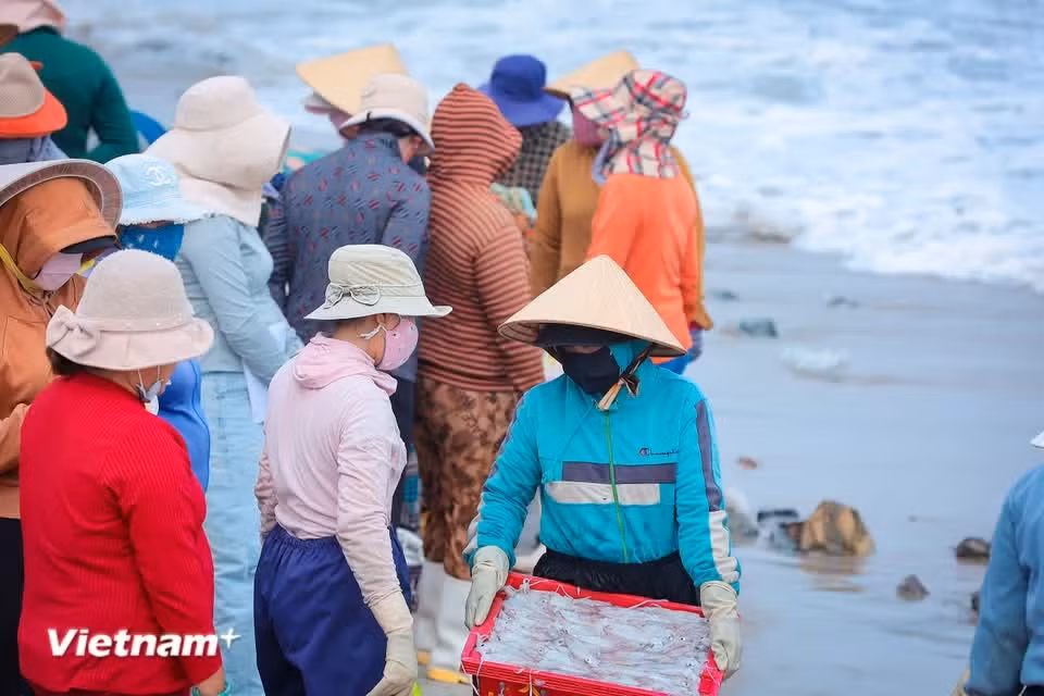 Before the first light of dawn reaches the horizon, Vinh Tan fishing port is already bustling with buyers and sellers. (Photo: VietnamPlus)