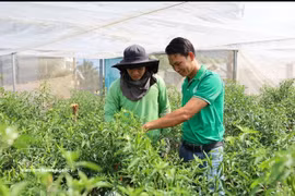 Nguyen Viet Tu (right) and a cooperative technician inspect a bird’s eye chilli field ready for harvest for export to European countries. (Photo: VNA)