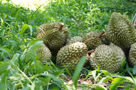 Lam Dong durians are known for their consistent quality and are primarily grown for export. (Photo: VNA) 