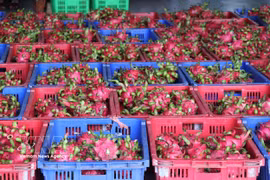 Dragon fruit is among major foreign currency earner of Vietnam. (Photo: VNA)