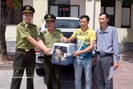 Crested goshawks are handed over by the People's Committee of Dong Le commune, Quang Tri province. (Photo: VNA) 