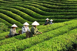Vietnam’s tea exports near 12,000 tonnes in October (Photo : VNA) 