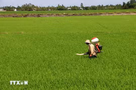 Farmers tend to rice crops in Can Tho city. (Photo: VNA) 