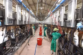 Milking at a dairy farm of Vietnam Dairy Products JSC (Vinamilk) in the Nhon Tan concentrated livestock farming area, An Nhon Tay commune, Gia Lai province. (Photo: VNA)