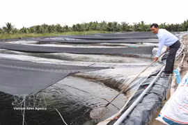 A tilapia fingerling nursery operated by Cuu Long Fisheries JSC in Vinh Kim commune, Vinh Long province. (Photo: VNA) 