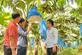 A banana plantation cultivated to standardised production practices by Hung Son High-Tech Agriculture JSC in An Phu ward, Gia Lai province. (Photo: VNA) 