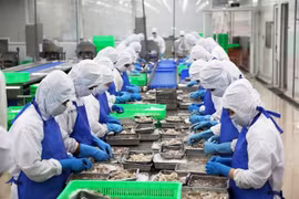 Shrimp processed for exports. Around 80 per cent of Vietnamese companies reported rising costs stemming from changes in tariffs and trade uncertainty, the HSBC report found. (Photo: VNA) 